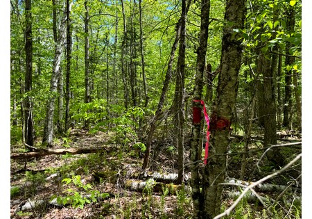 Adirondack land for sale