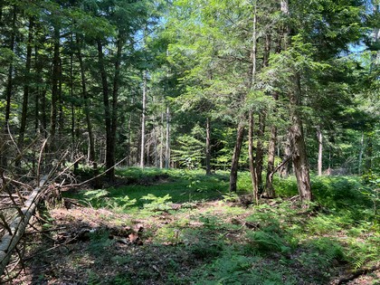 NY hunting land for sale, land and hunting camps, ny properties, christmas associates