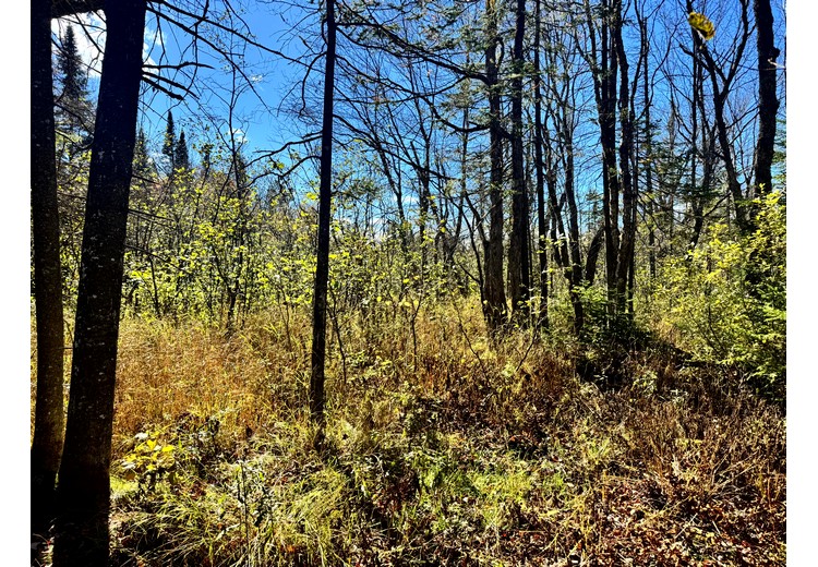 Tug Hill NY land for sale