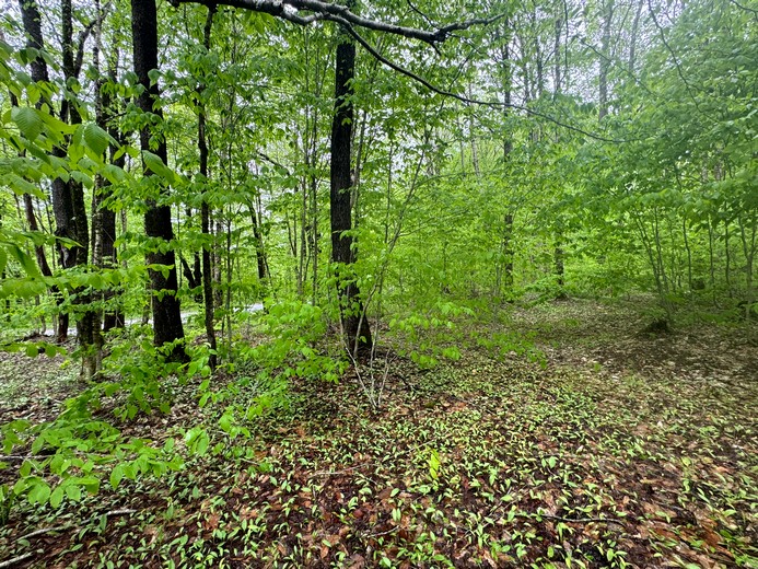 Tug Hill NY land for sale
