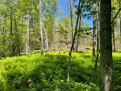 NY land for sale in Vienna NY