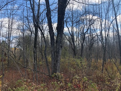 NY forest land for sale Pharsalia NY