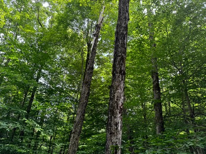 Tug Hill NY land for sale