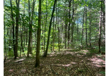 NY hunting land for sale