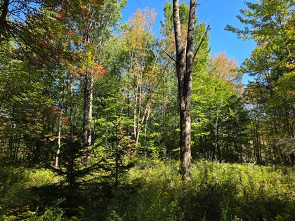 Adirondack NY land for sale
