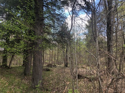 NY hunting land for sale in Diana NY