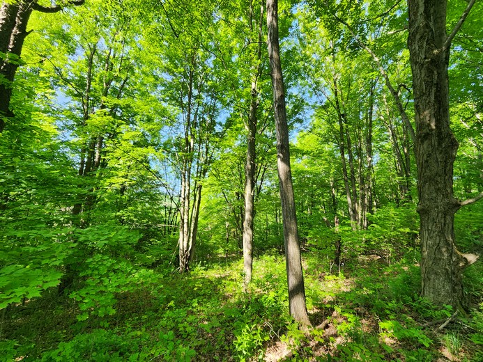 NY hunting land for sale