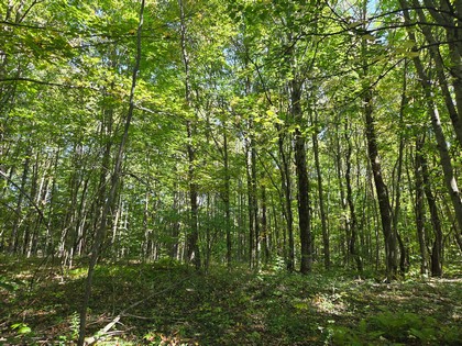Adirondack NY land for sale, adirondacks, land and camps, ny properties, christmas associates