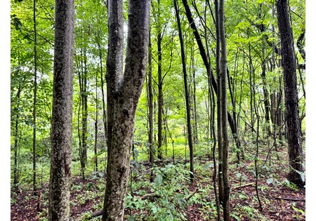 NY Finger Lakes property for sale