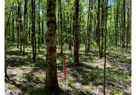 NY hunting land for sale