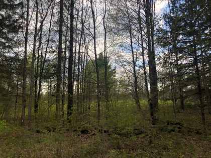 This wooded 90 acres in Diana NY would make a perfect hunting property with frontage on Brown’s Creek for excellent trout fishing.