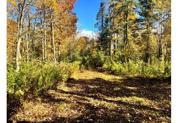 Tug Hill NY land for sale