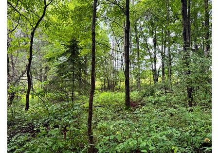 NY hunting land for sale
