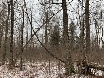 NY hunting land for sale in Diana NY