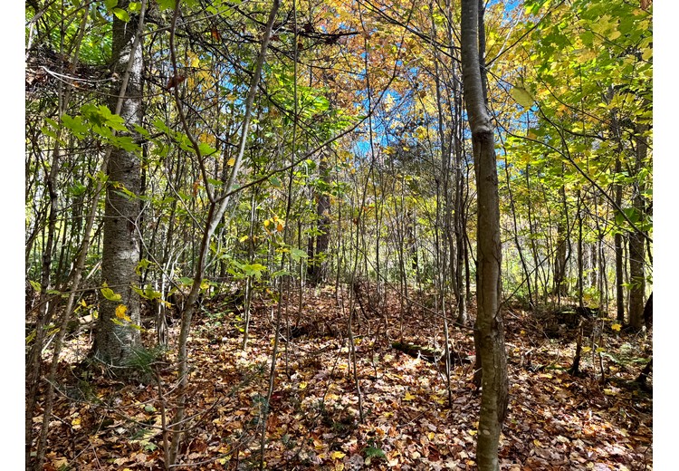 Tug Hill NY land for sale