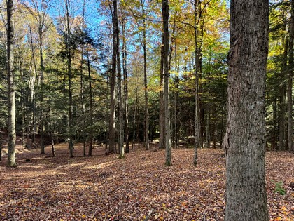 NY southern tier hunting land for sale