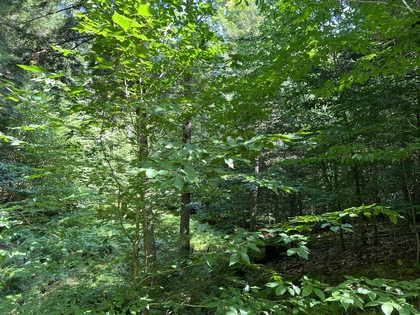 NY snowmobiling land for sale, land and snowmobile camps, ny properties, christmas associates