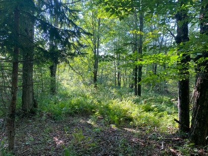 NY hunting land for sale McDonough NY