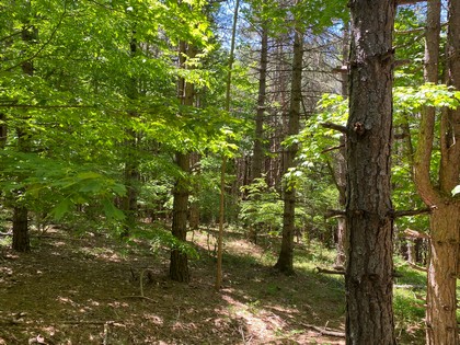 NY hunting land for sale in Southern Tier NY