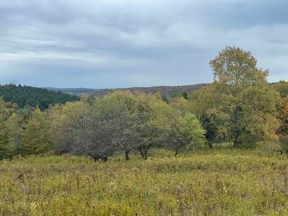 NY land for sale Catskills area