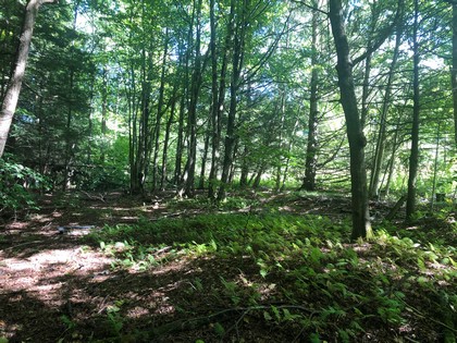 Land for sale Southern Tier NY hunting land