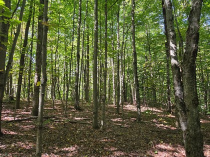 Adirondack NY land for sale, adirondacks, land and camps, ny properties, christmas associates