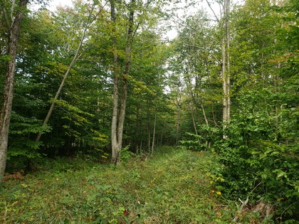 NY land for sale in Lewis NY