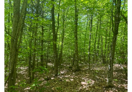 Adirondack land for sale