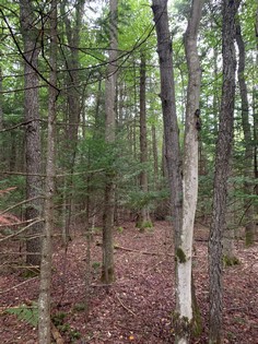 NY hunting land for sale in Steuben NY