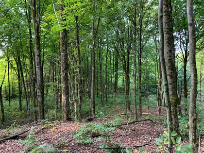 Land and camp for sale Florence NY