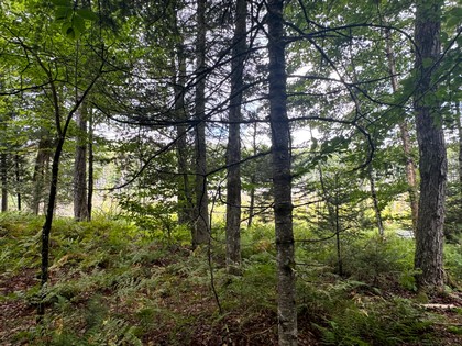 Adirondack land for sale