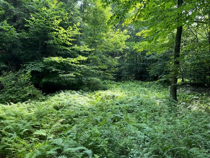 NY hunting land for sale