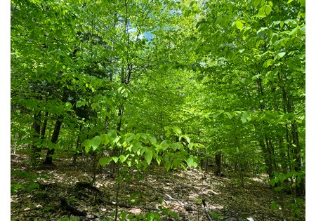 Adirondack land for sale