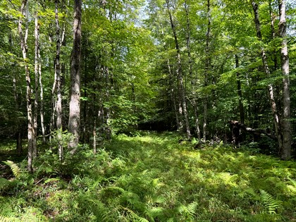 Adirondack land for sale