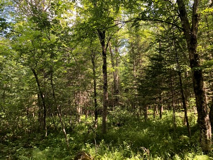 Adirondack land for sale Forestport NY