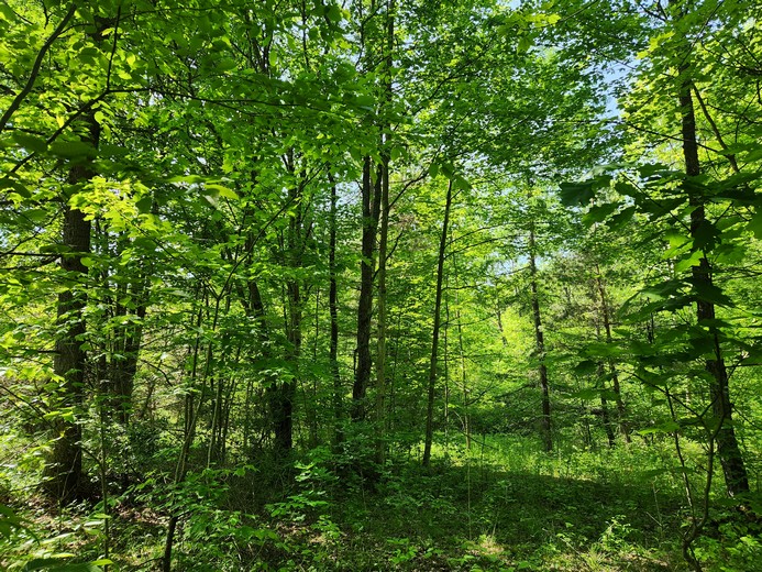 Finger Lakes NY land for sale