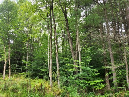 NY land and camps for sale near Salmon River