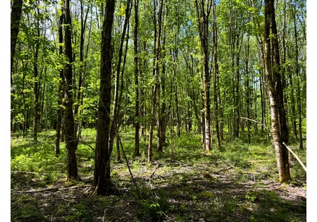 Upstate NY land for sale