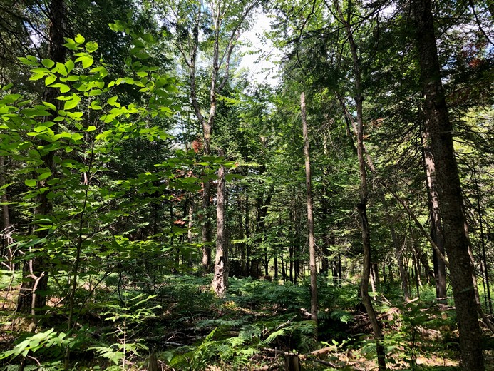 Property For Sale Forestport Ny