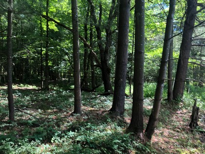 NY land for sale in Greene, NY