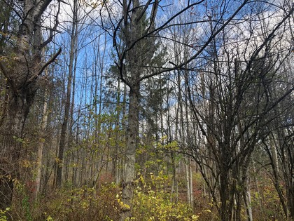 NY land for sale in Pharsalia NY