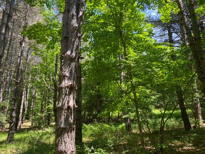 Southern Tier Hunting land NY