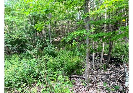 Southern Tier NY land for sale 