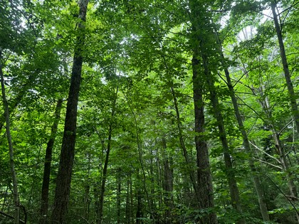 Tug Hill NY land for sale