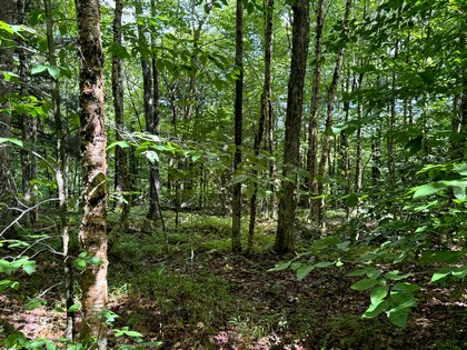 Adirondack land for sale NY