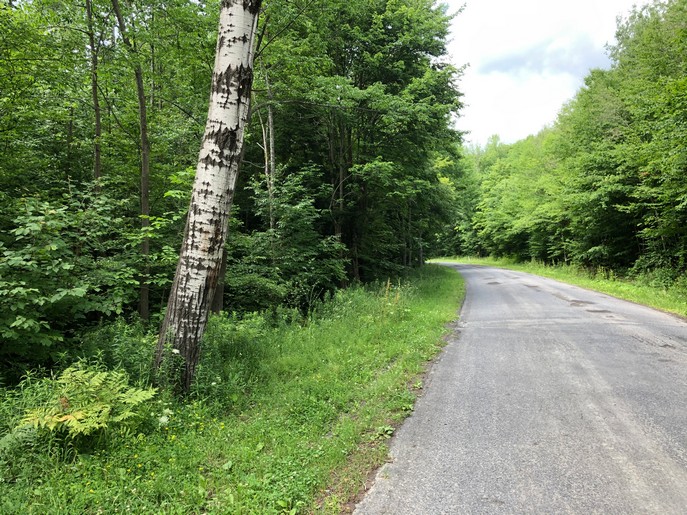 hunting land for sale in harford ny near kennedy state forest image of land and trees from land and camps