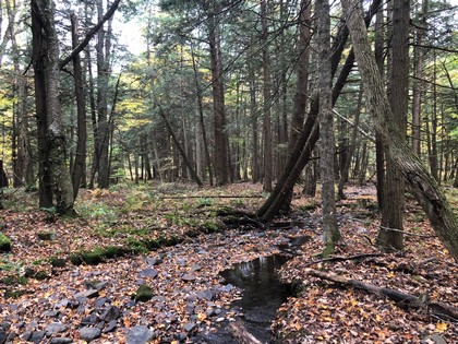 NY hunting camp for sale in Florence NY