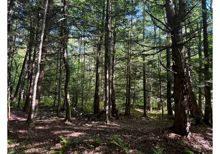 NY land for sale near Salmon River