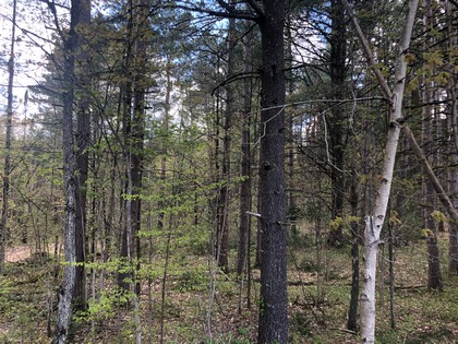 NY land for sale - western Adirondacks