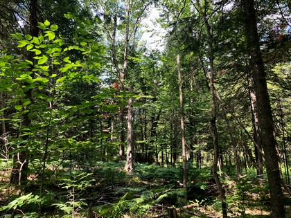 Adirondack land for sale in forestport, ny